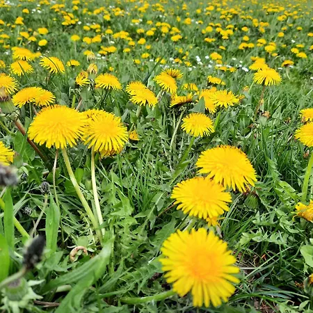 Cafe- Fernblick, Incl Meinecardplus 3* Willingen (Upland)