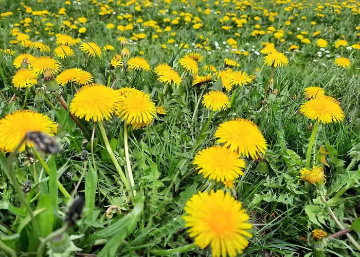 Cafe- Fernblick, Incl Meinecardplus 3* 维林根